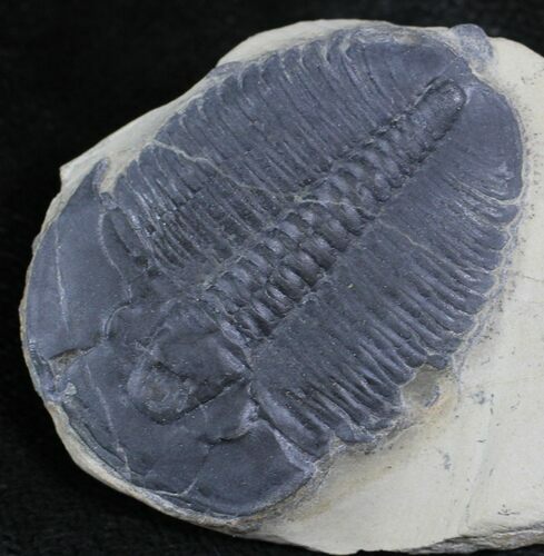 Elrathia Trilobite In Shale - Utah #26757